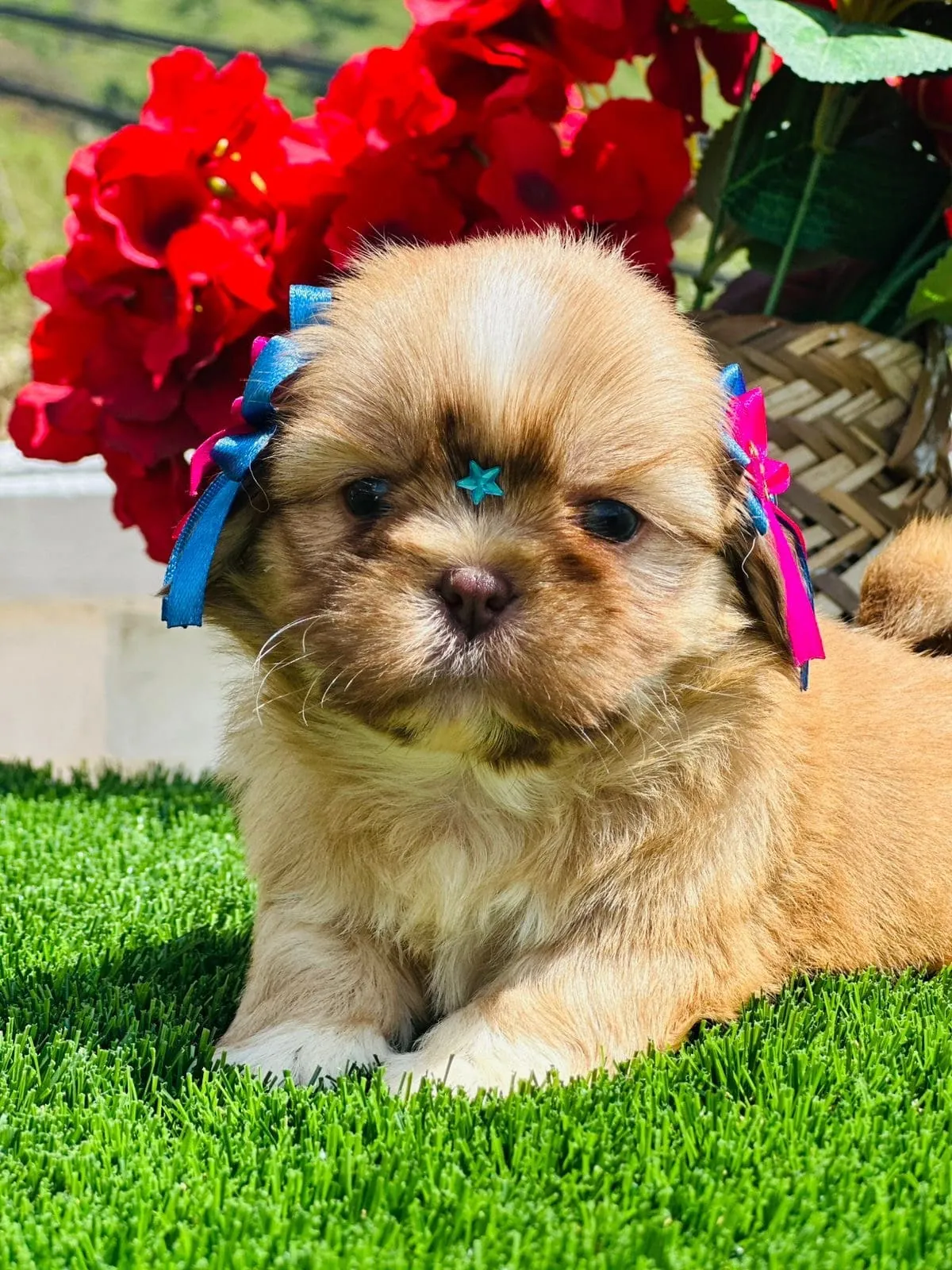 cachorro shih tzu mini precio en venta