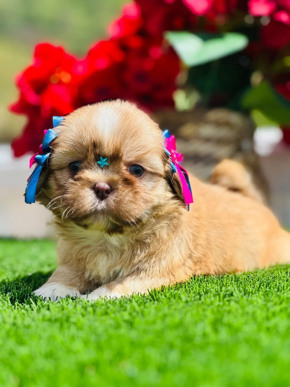 criadero shih tzu colombia cachorros puros