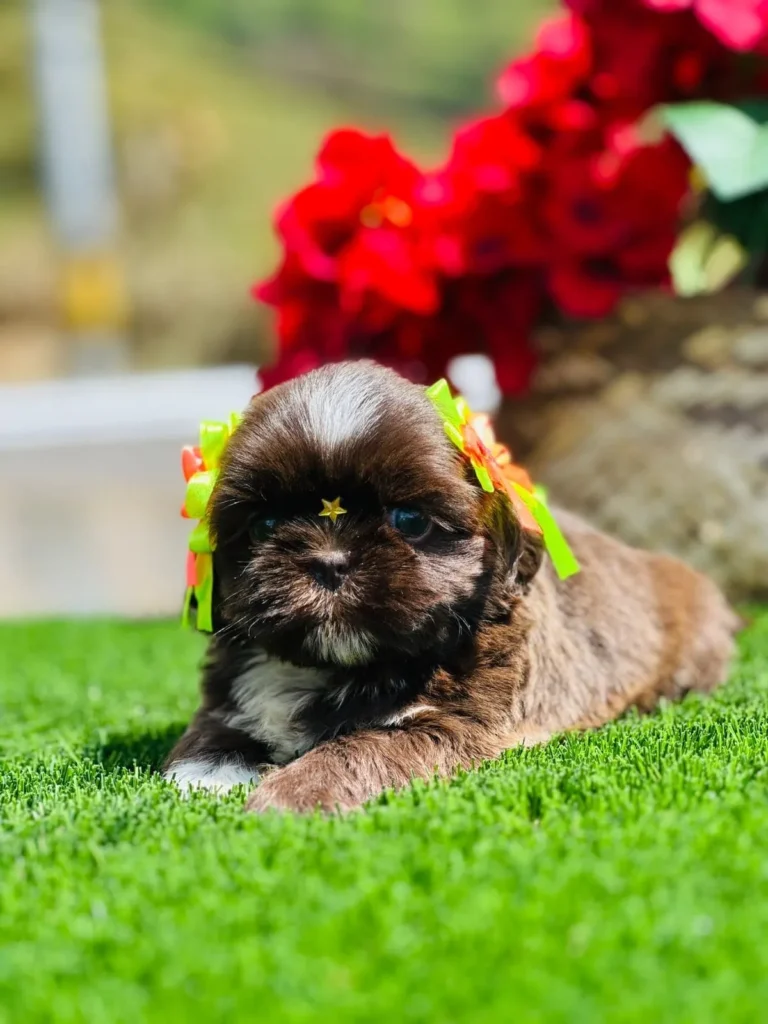 cachorro shih tzu mini precio en venta
