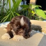 Cachorro Shih Tzu Mini bicolor chocolate de criadero