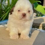 Cachorro Shih Tzu Mini blanco con orejas chocolate