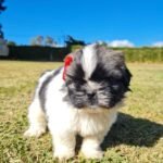 cachorro shih tzu mini blanco negro bicolor