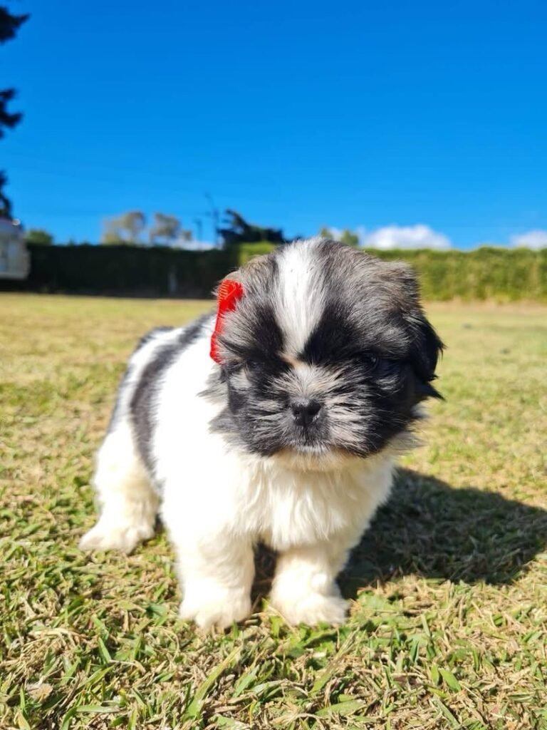 cachorro shih tzu mini blanco negro bicolor