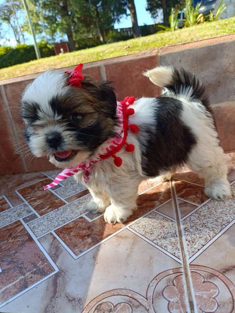 cachorro hembra shih tzu mini blanco negro bicolor