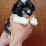 cachorro shih tzu mini tricolor disponible