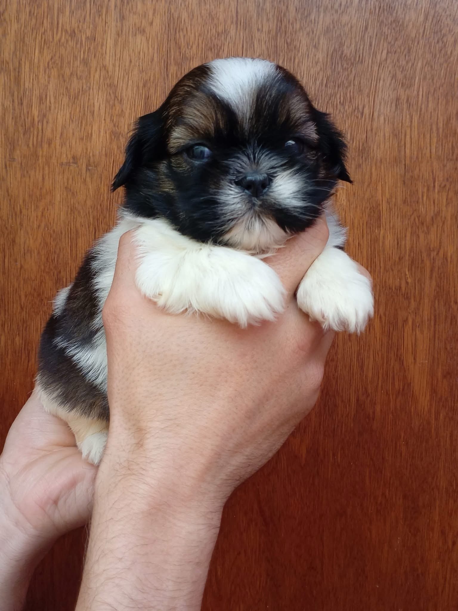 cachorro shih tzu mini tricolor disponible