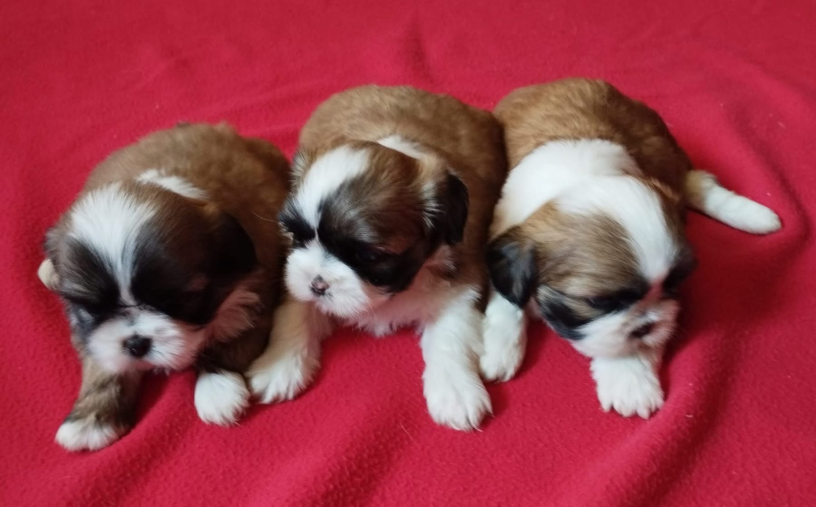Cachorro Shih Tzu Mini Tricolor - Image 2