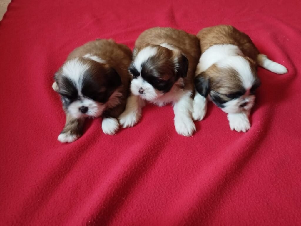 shitzu mini cachorro color tricolor