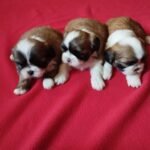 Cachorro Shih Tzu Mini Tricolor