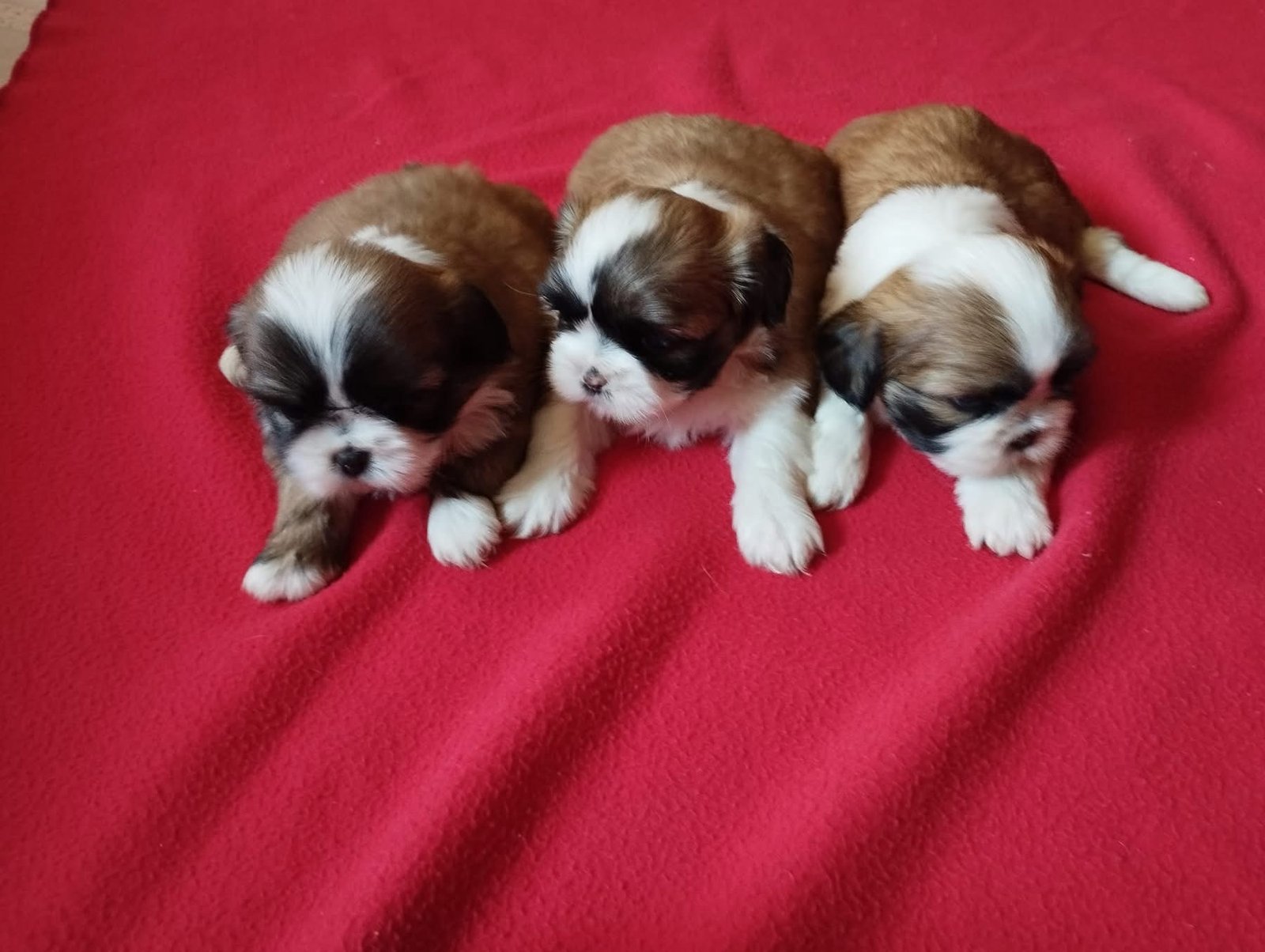 Cachorro Shih Tzu Mini Tricolor