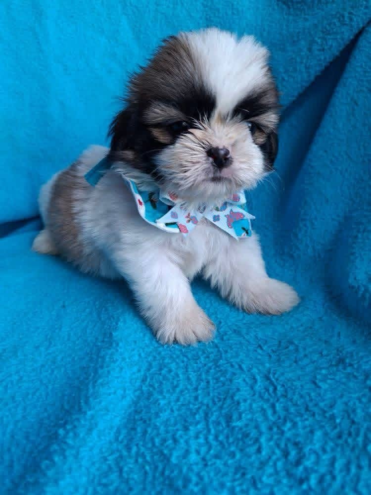 Cachorro Shih Tzu Mini Tricolor de Criadero - Image 3