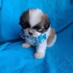 cachorro shih tzu mini tricolor de criadero
