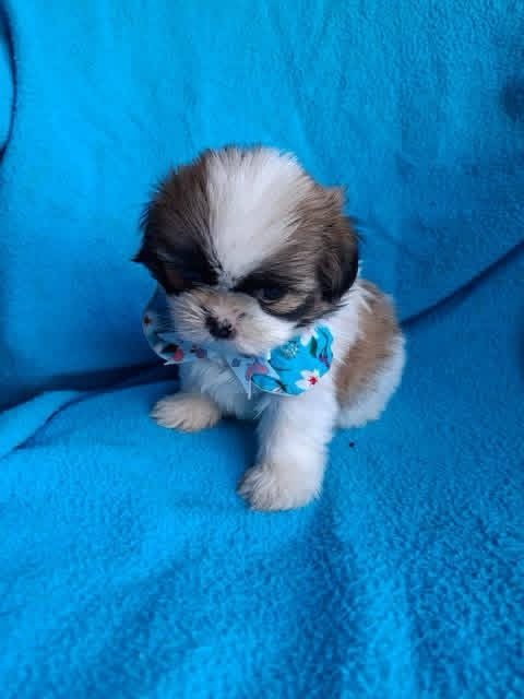 cachorro shih tzu mini tricolor de criadero