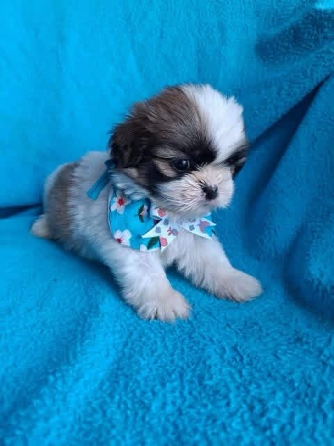 Cachorro Shih Tzu Mini Tricolor de Criadero - Image 2