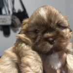 cachorro shih tzu mini dorado y blanco