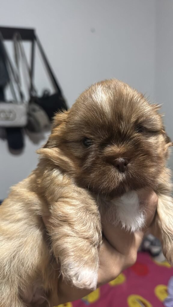 cachorro shih tzu mini dorado y blanco