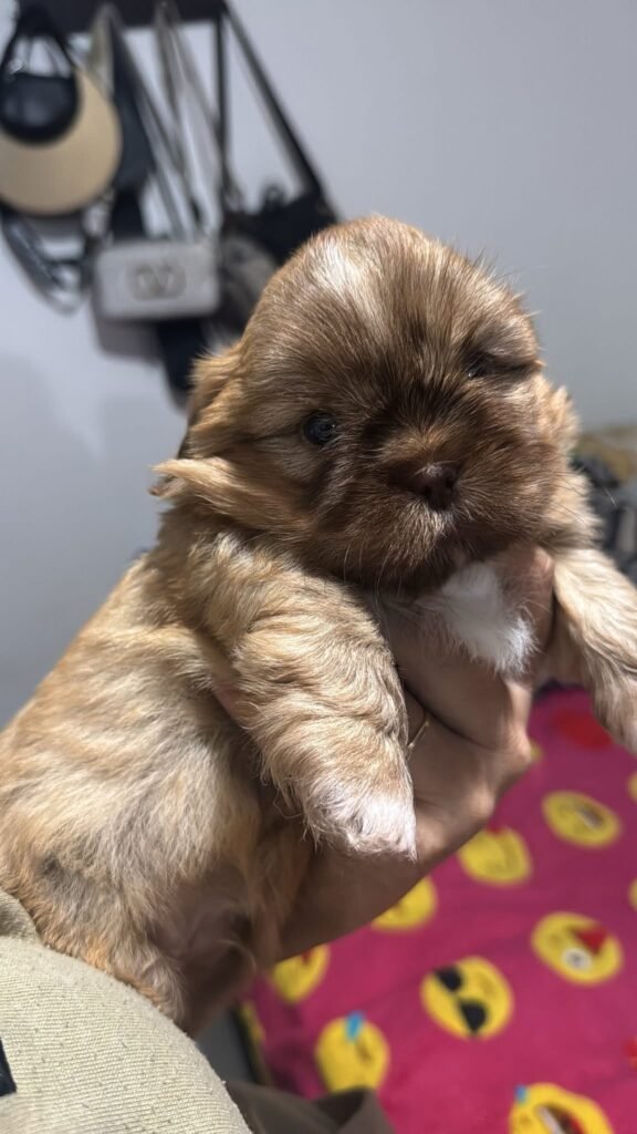 cachorro shih tzu mini dorado y blanco
