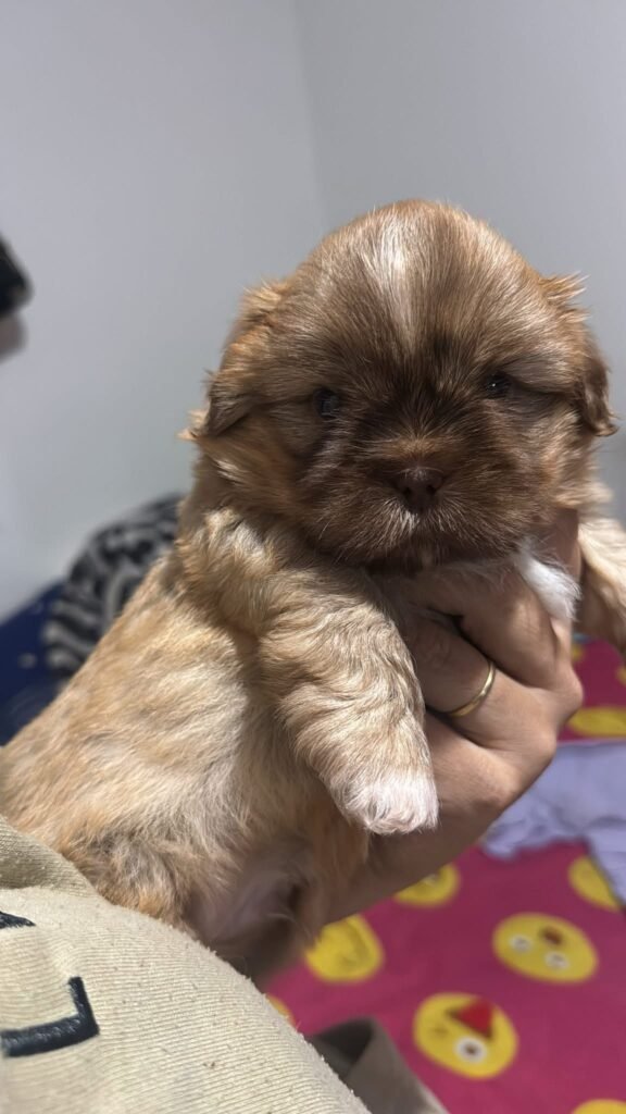 cachorro shih tzu mini dorado y blanco
