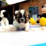 cachorro shih tzu mini tricolor
