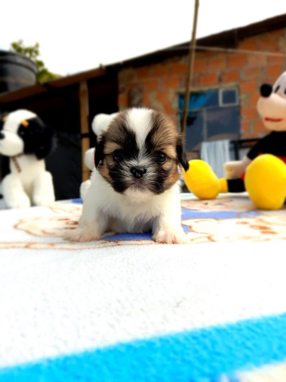 cachorro shih tzu mini tricolor