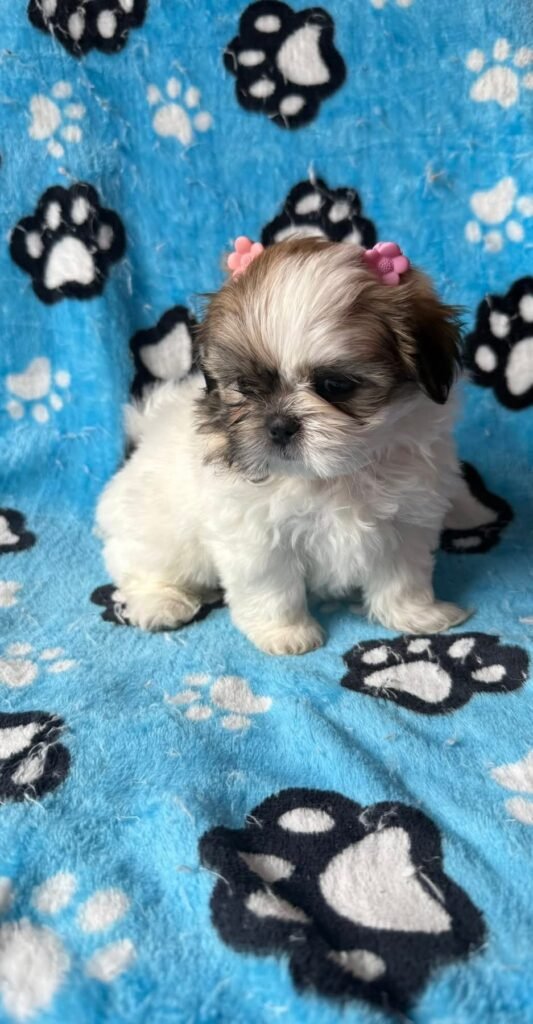 cachorro shih tzu mini bicolor
