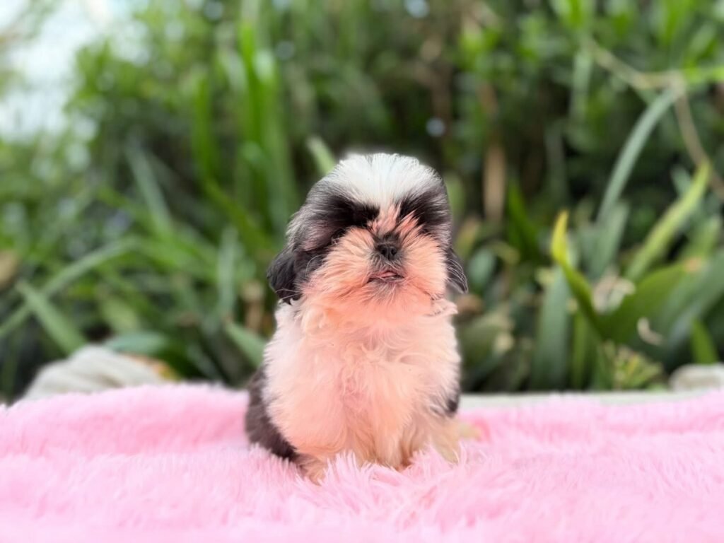 cachorro shih tzu mini precio en venta