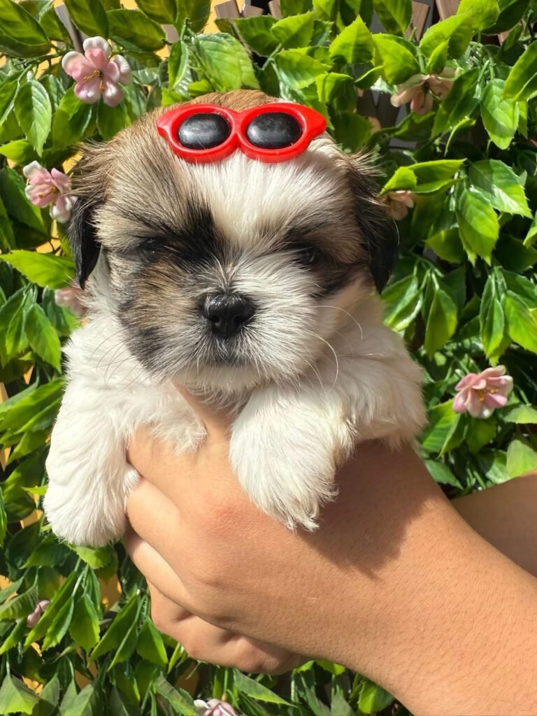 cachorro shih tzu mini precio en venta