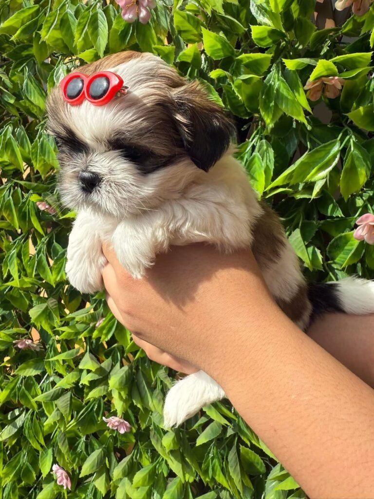 cachorro shih tzu mini precio en venta