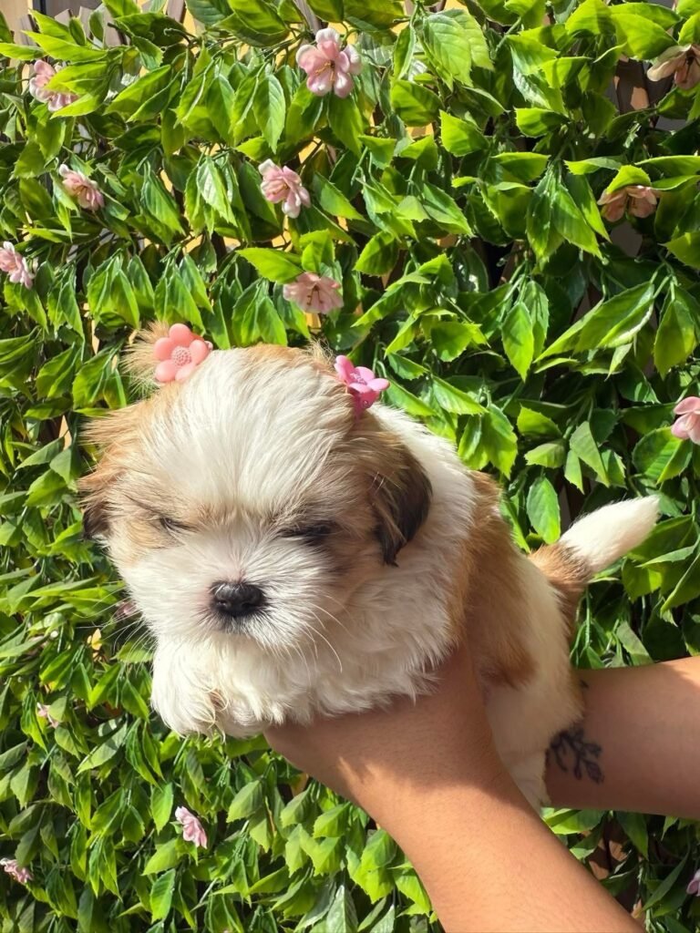 cachorro shih tzu mini precio en venta
