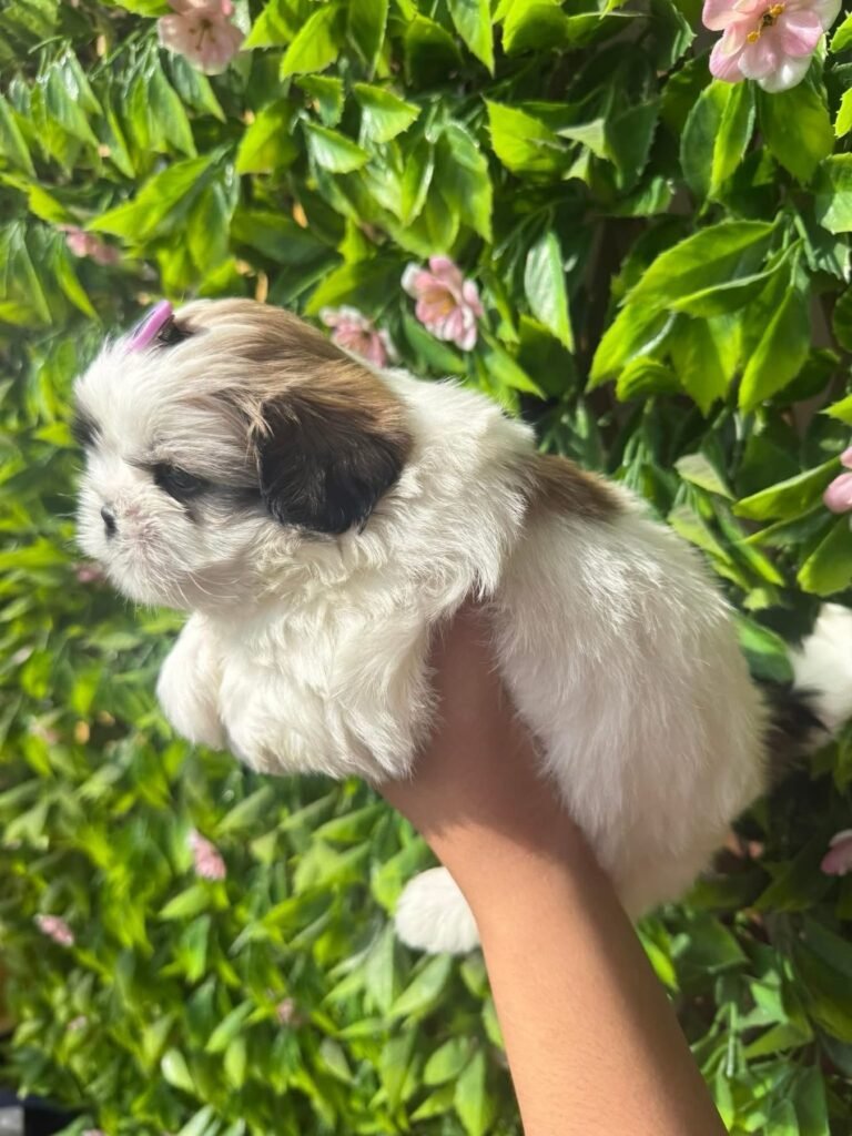 cachorro shih tzu mini precio en venta