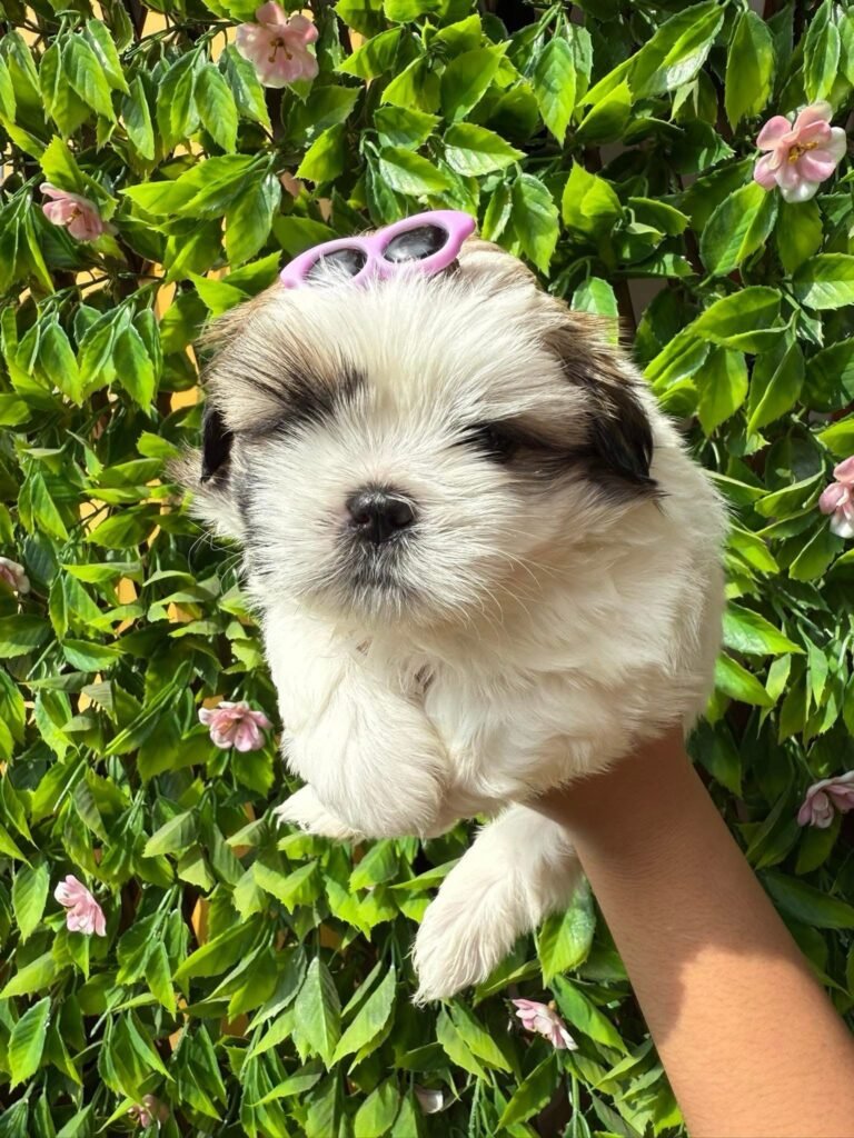 cachorro shih tzu mini precio en venta