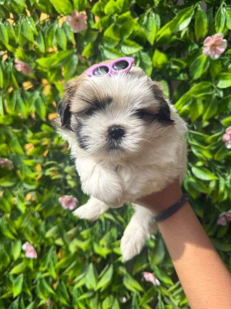 cachorro shih tzu mini precio en venta