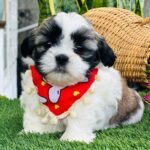cachorro shih tzu mini precio en venta