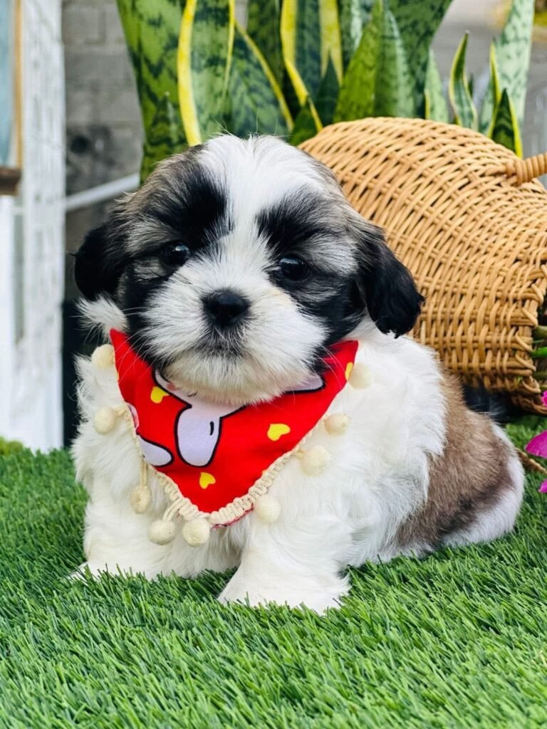 cachorro shih tzu mini precio en venta