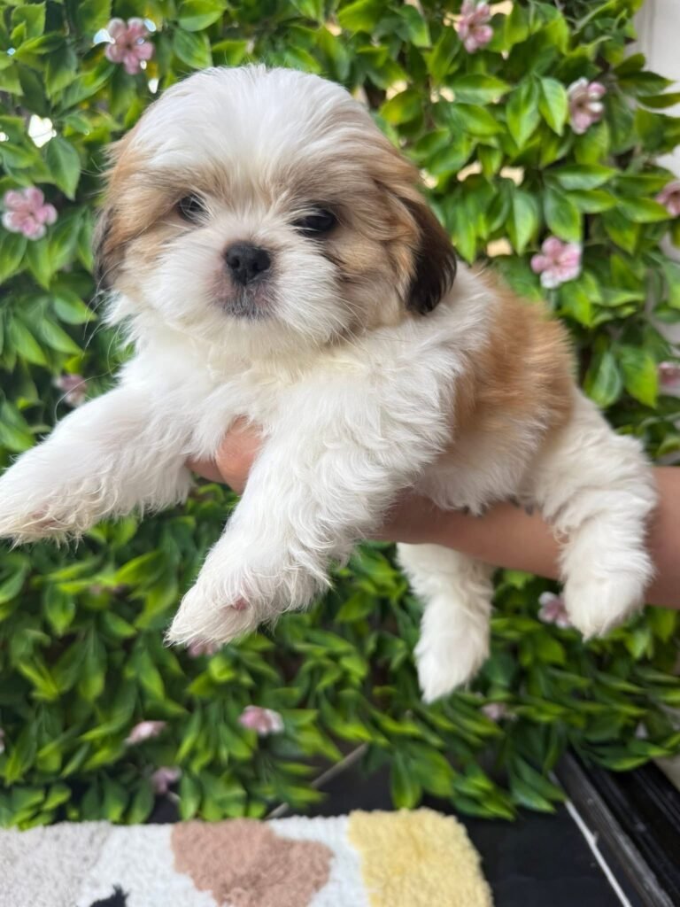cachorro shih tzu mini precio en venta