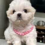 cachorro shih tzu mini blanco
