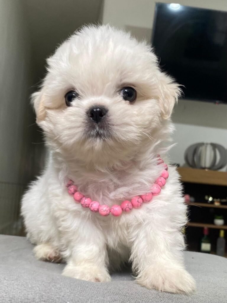 cachorro shih tzu mini blanco