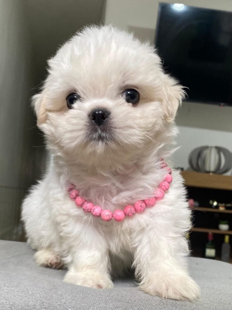 cachorro shih tzu mini blanco