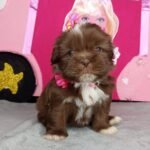 Cachorro Shih Tzu Mini bicolor chocolate de criadero