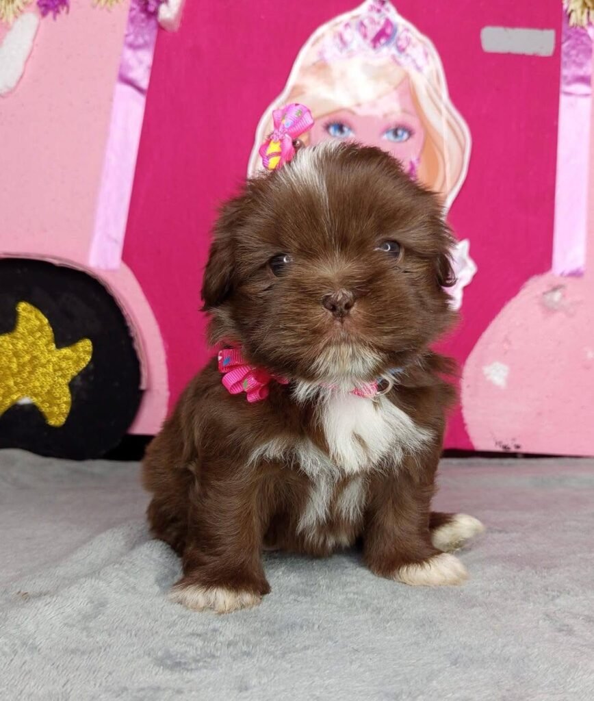 Cachorro Shih Tzu Mini bicolor chocolate de criadero
