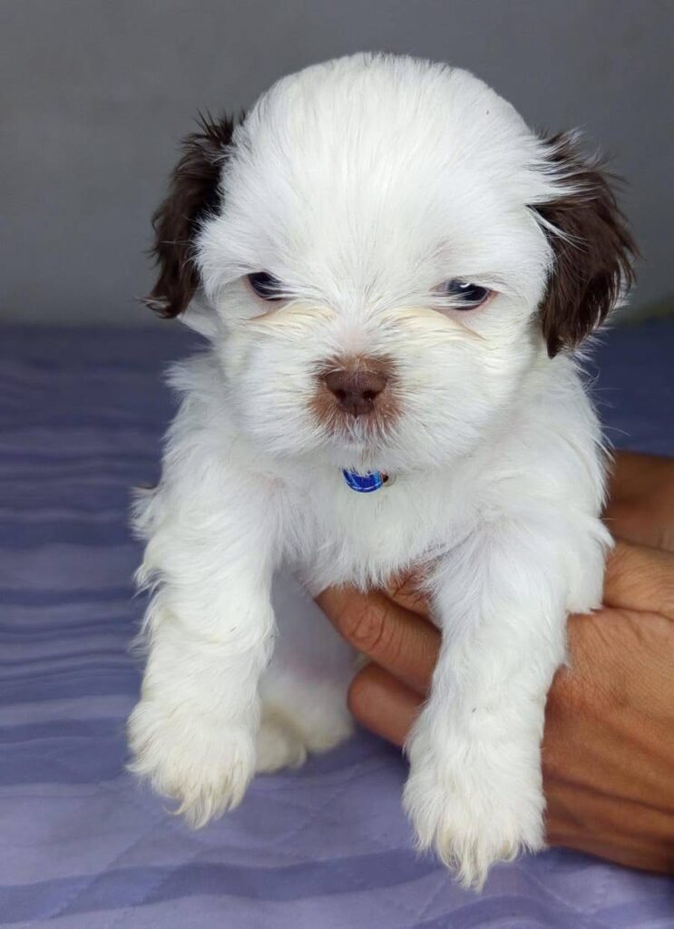 cachorro shih tzu mini precio en venta