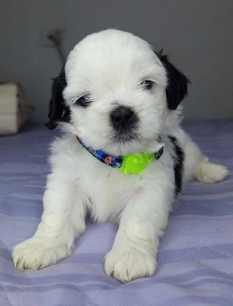 cachorro shih tzu mini blanco negro bicolor