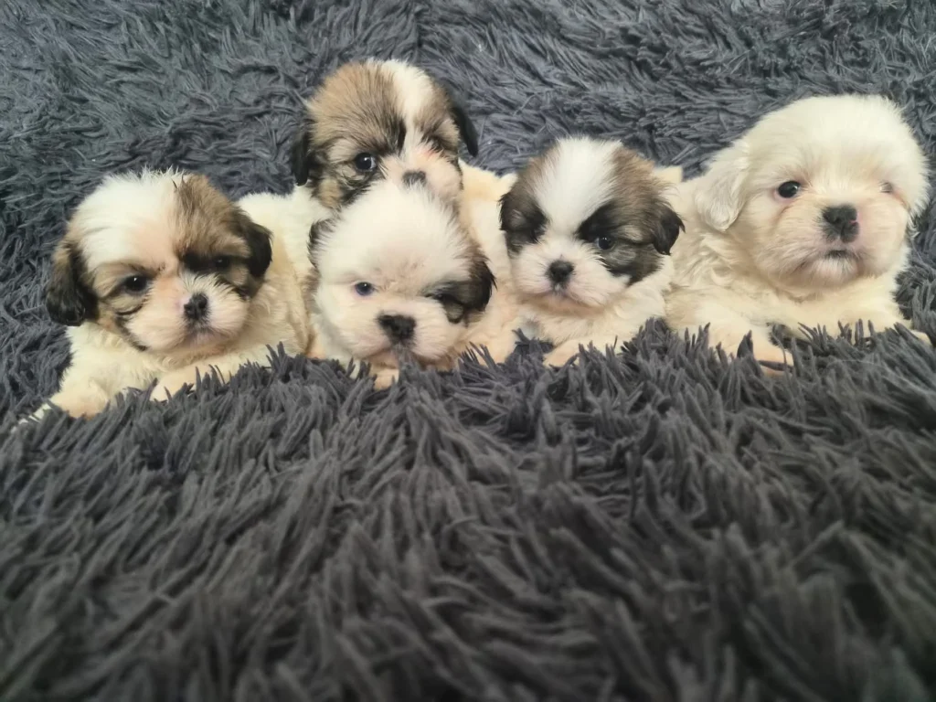 perros shitzu mini cachorros acostados