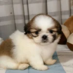 cachorro shih tzu mini precio en venta