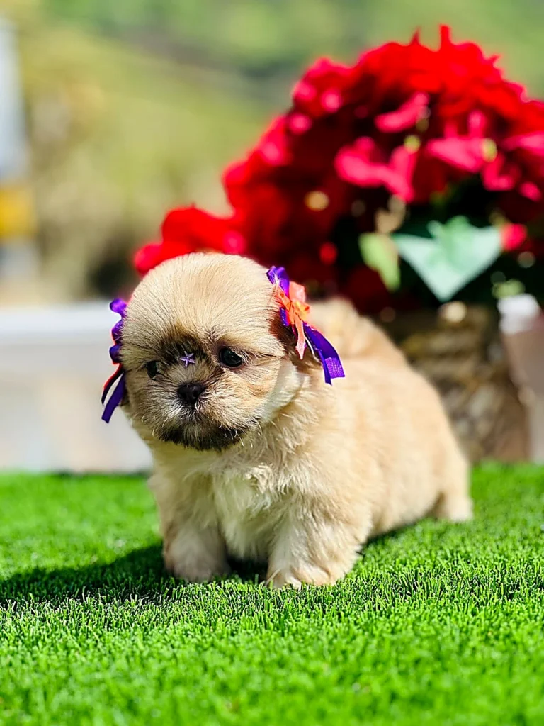 cachorro shih tzu mini precio en venta