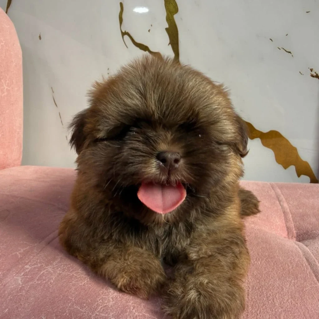 shitzu mini cachorro color sable