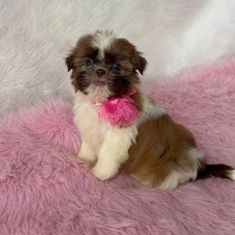shih-tzu-lote-png-10