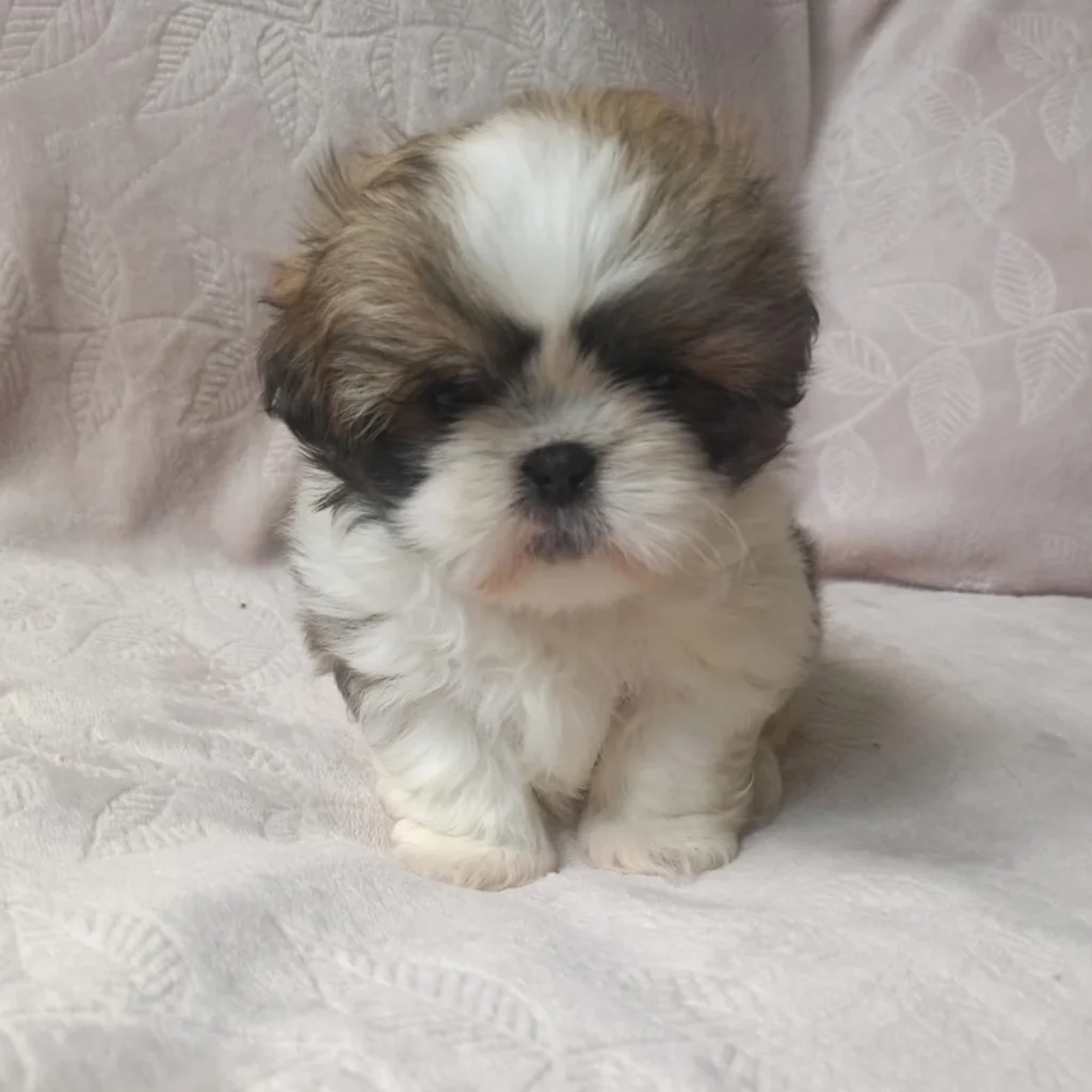 shitzu mini cachorro color tricolor