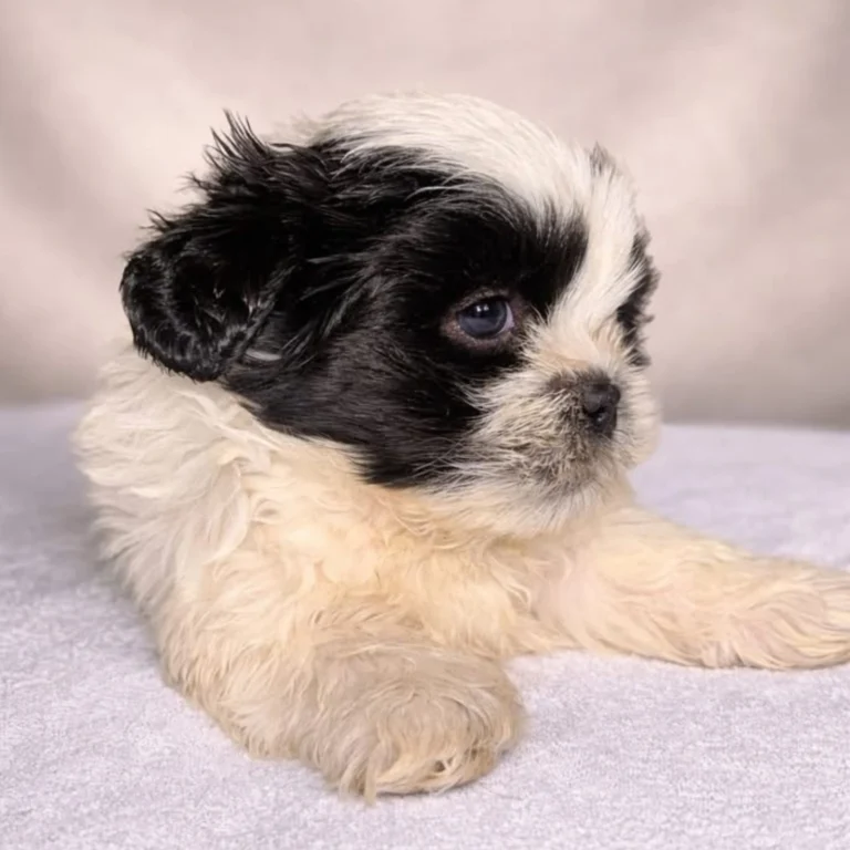 shih-tzu-lote-png-3
