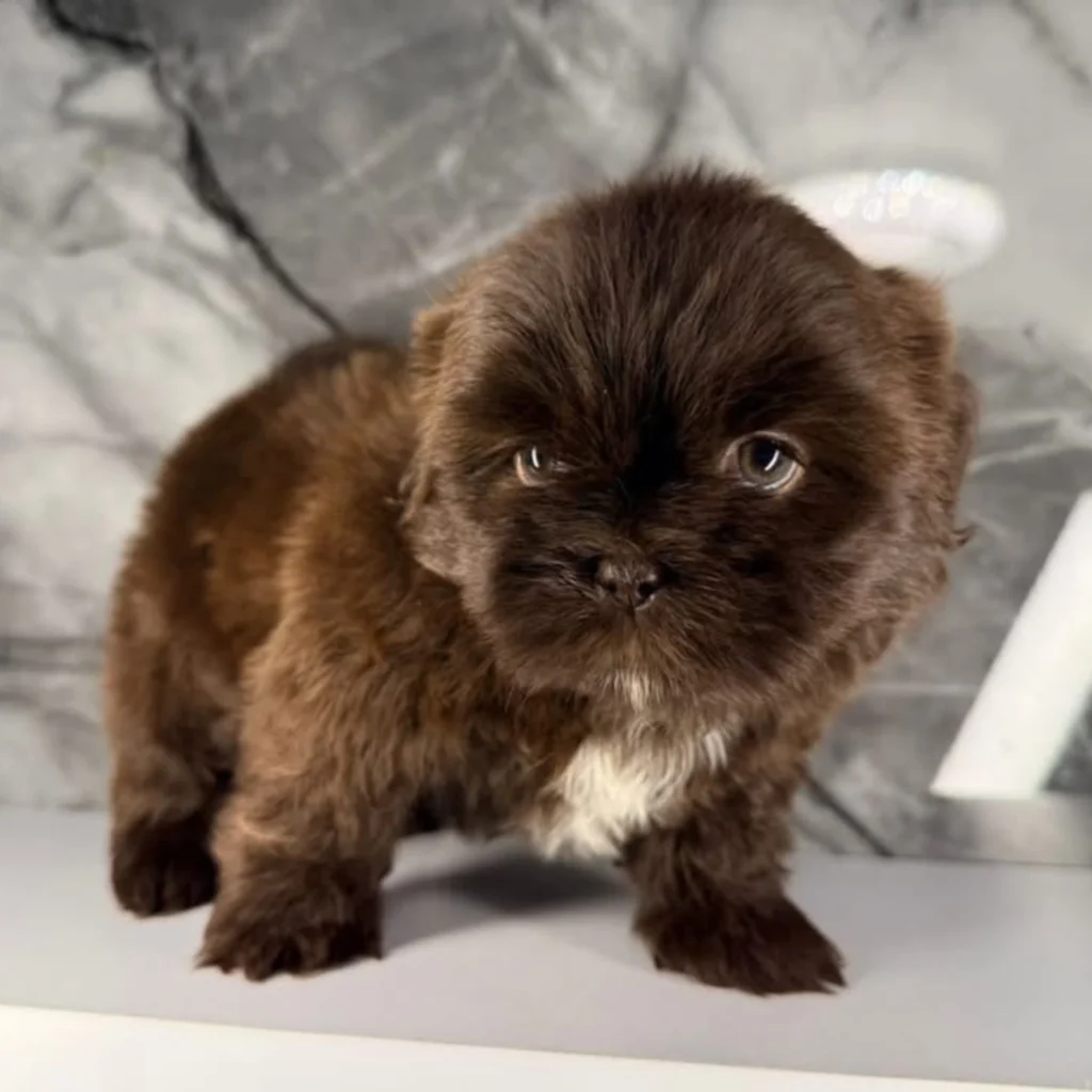 shitzu mini cachorro color chocolate